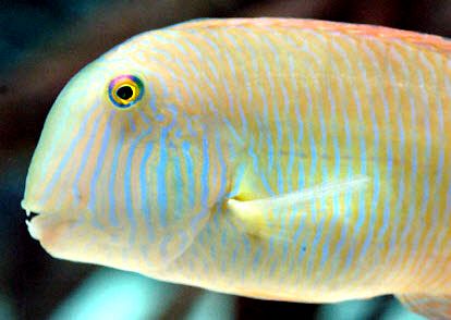 Xyrichtys novacula_0000007